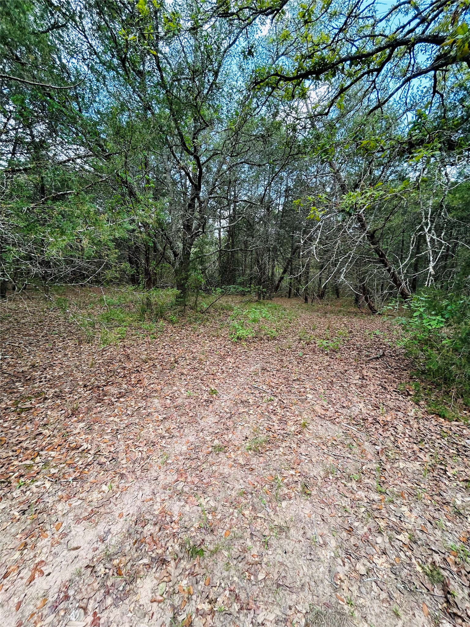 50-acres Dunlavy Road Cat Spring, TX 78933 - Photo 9 of 18