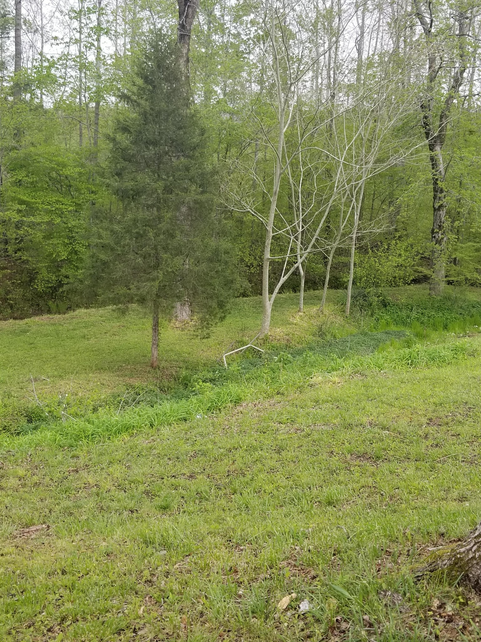 254 Robert Hensley Road Hohenwald, TN 38462 - Photo 5 of 33 Gallery Image 5