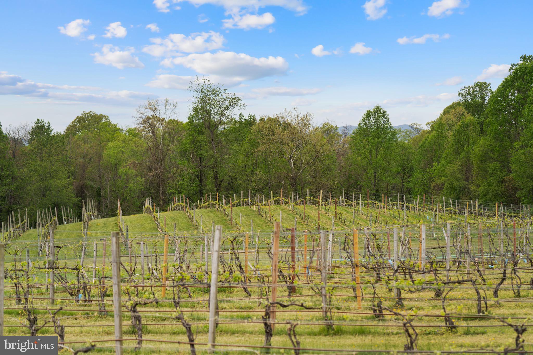 92 School House Road Washington, VA 22747 - Photo 40 of 68