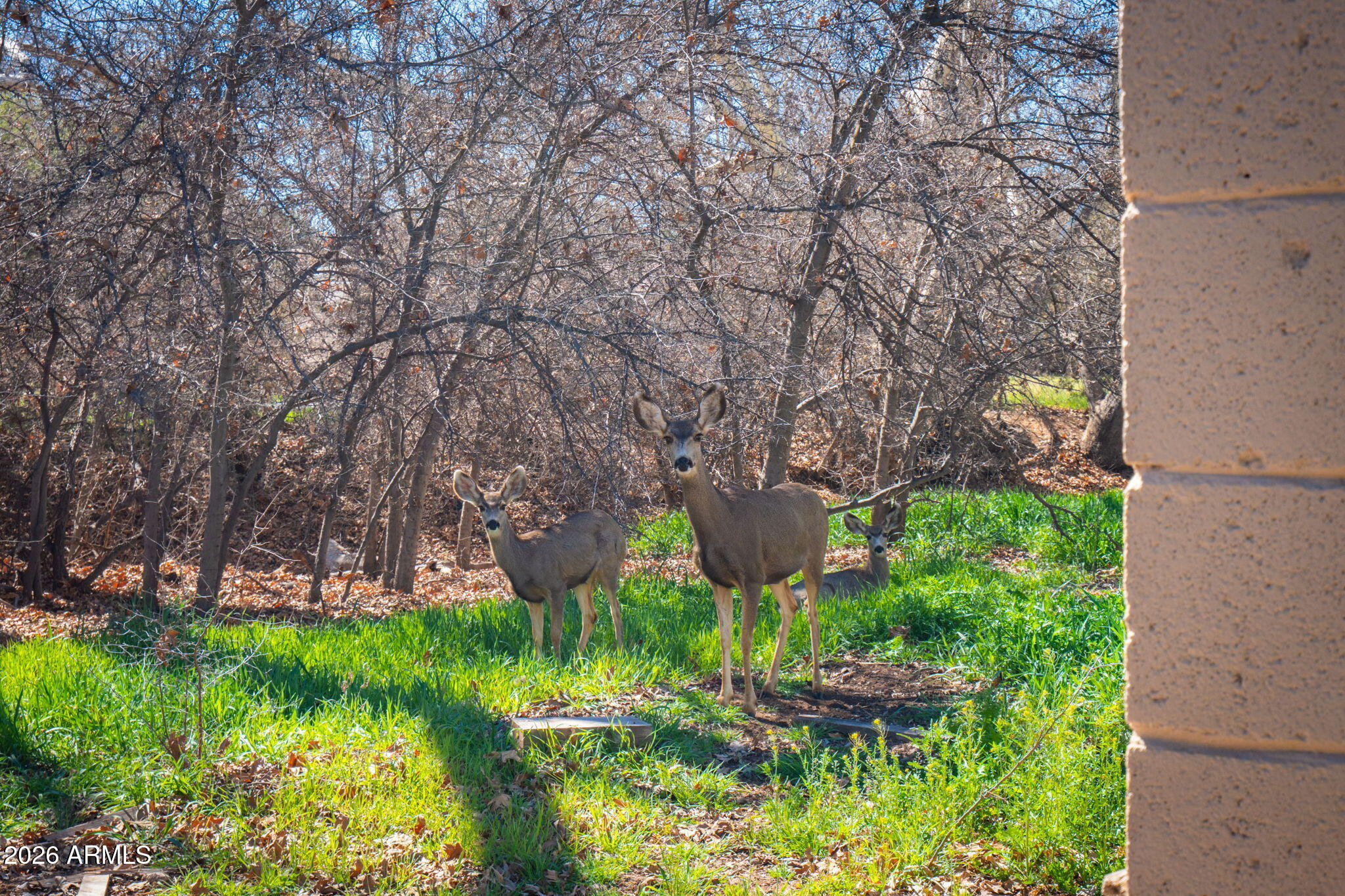 3775 East Sycamore Lane Rimrock, AZ 86335 - Photo 32 of 40 a garden view with sitting space