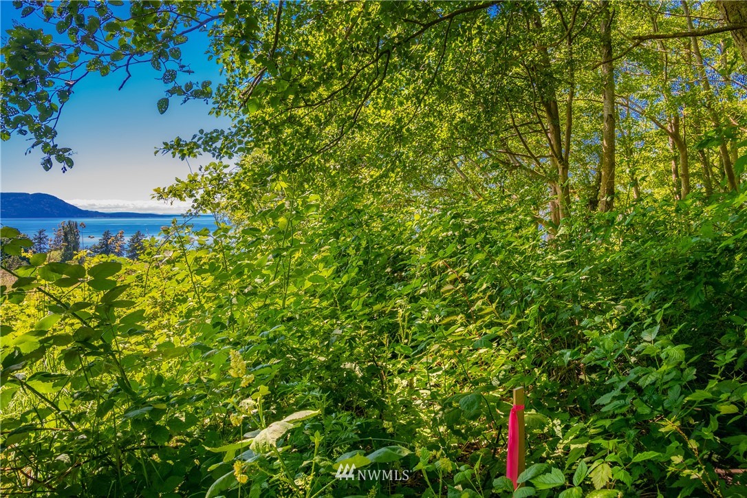 0 Blizard Road Lummi Island, WA 98262 - Photo 13 of 22 a view of a yard with a tree