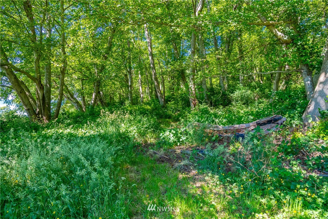 0 Blizard Road Lummi Island, WA 98262 - Photo 8 of 22 a view of a forest with a tree