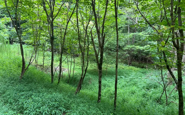 $20,000 | Lot 12 The Preserve At Beach Mountain, Warne, NC 28909