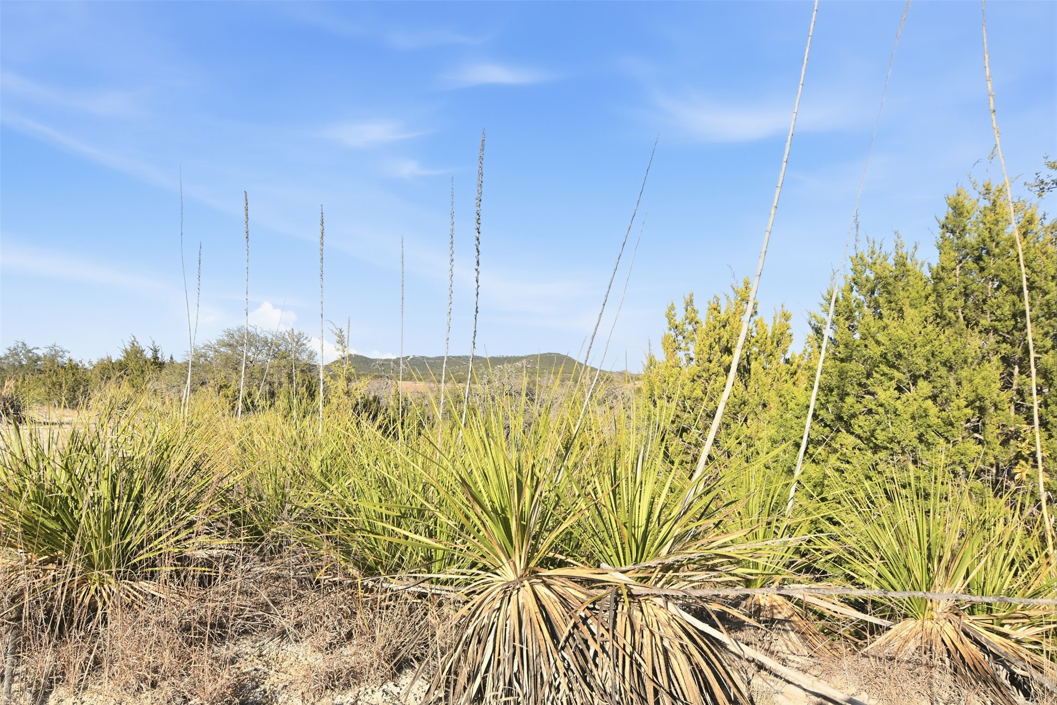 Tbd Peaceful Valley Road Bandera, TX 78003 - Photo 11 of 15 a view of a room with a flower plants