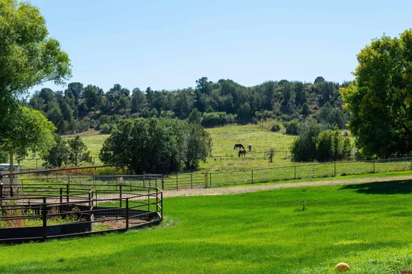 a view of a park with large trees