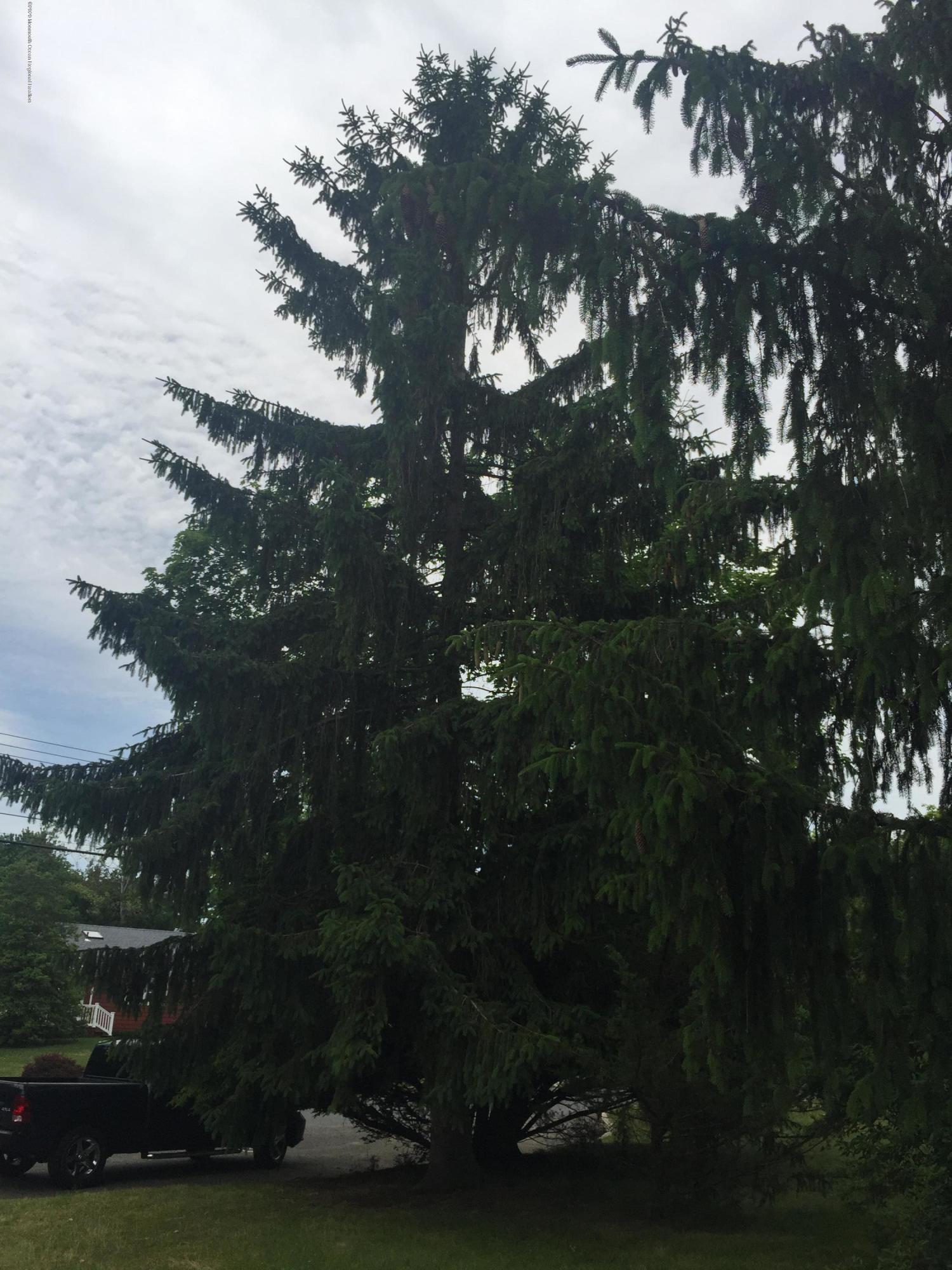 34 Shelbern Drive Lincroft, NJ 07738 - Photo 24 of 25 a view of a tree in a yard