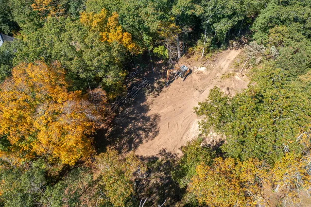 a view of a tree in a yard
