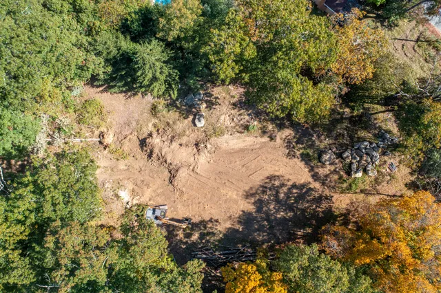 a close up of a tree