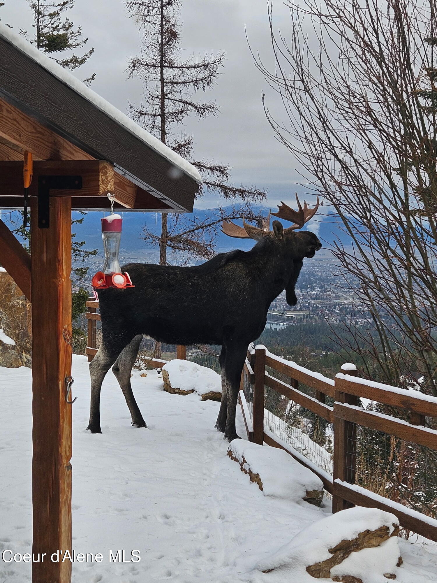 12251 West Blessing Hill Road Post Falls, ID 83854 - Photo 39 of 43 Moose Standing