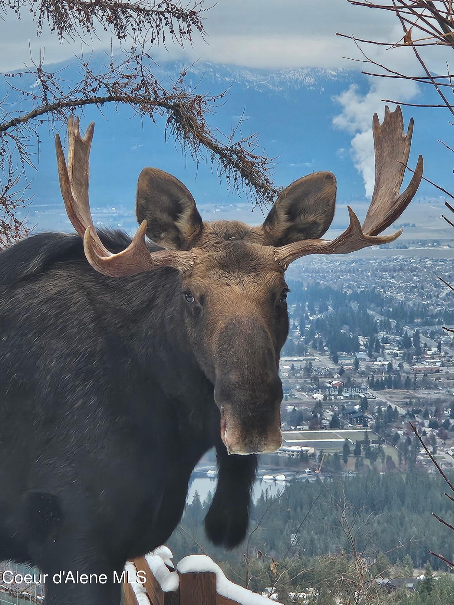 12251 West Blessing Hill Road Post Falls, ID 83854 - Photo 40 of 43 Moose