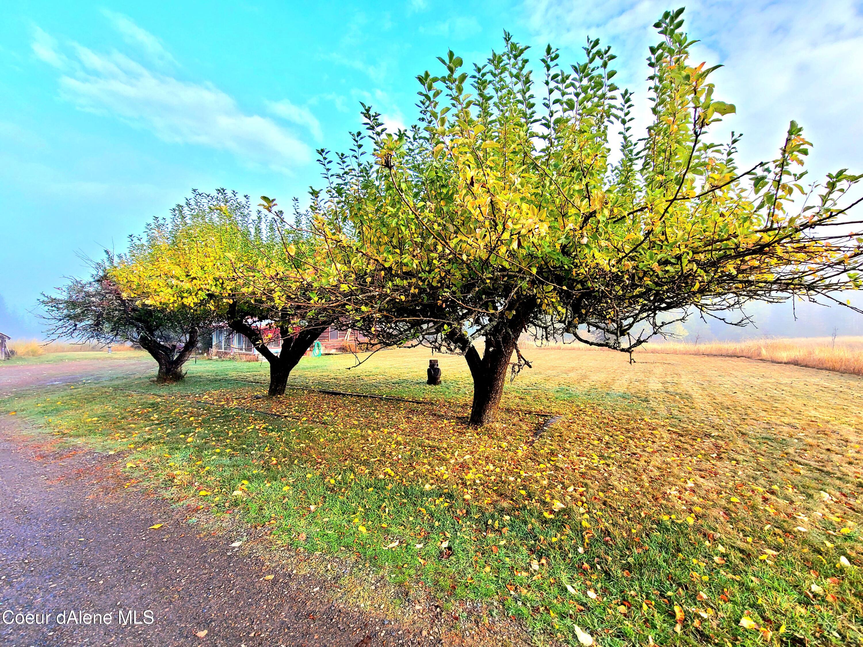 616 Painter Road Clark Fork, ID 83811 - Photo 10 of 64 Fruit Trees