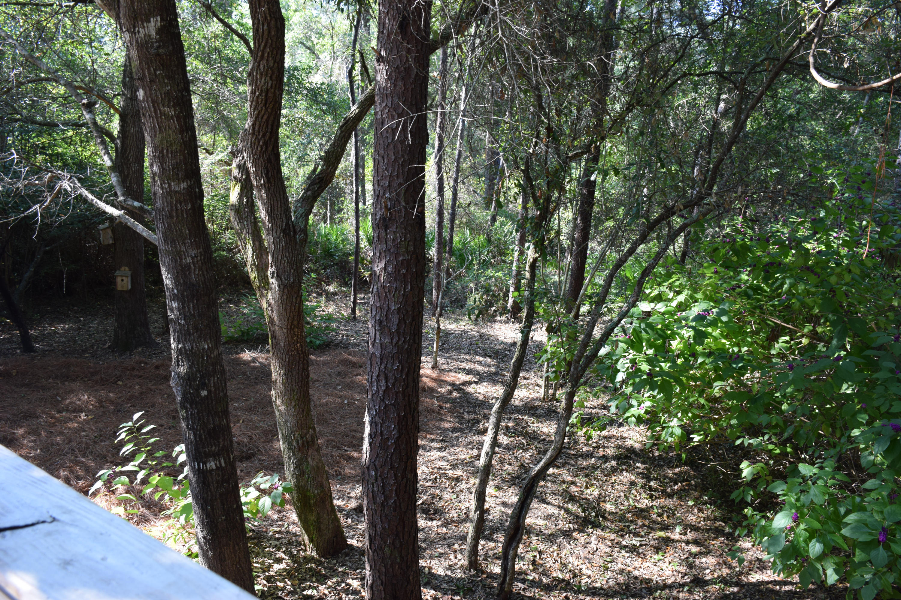 1828 Huntington Road Niceville, FL 32578 - Photo 25 of 27 a view of forest