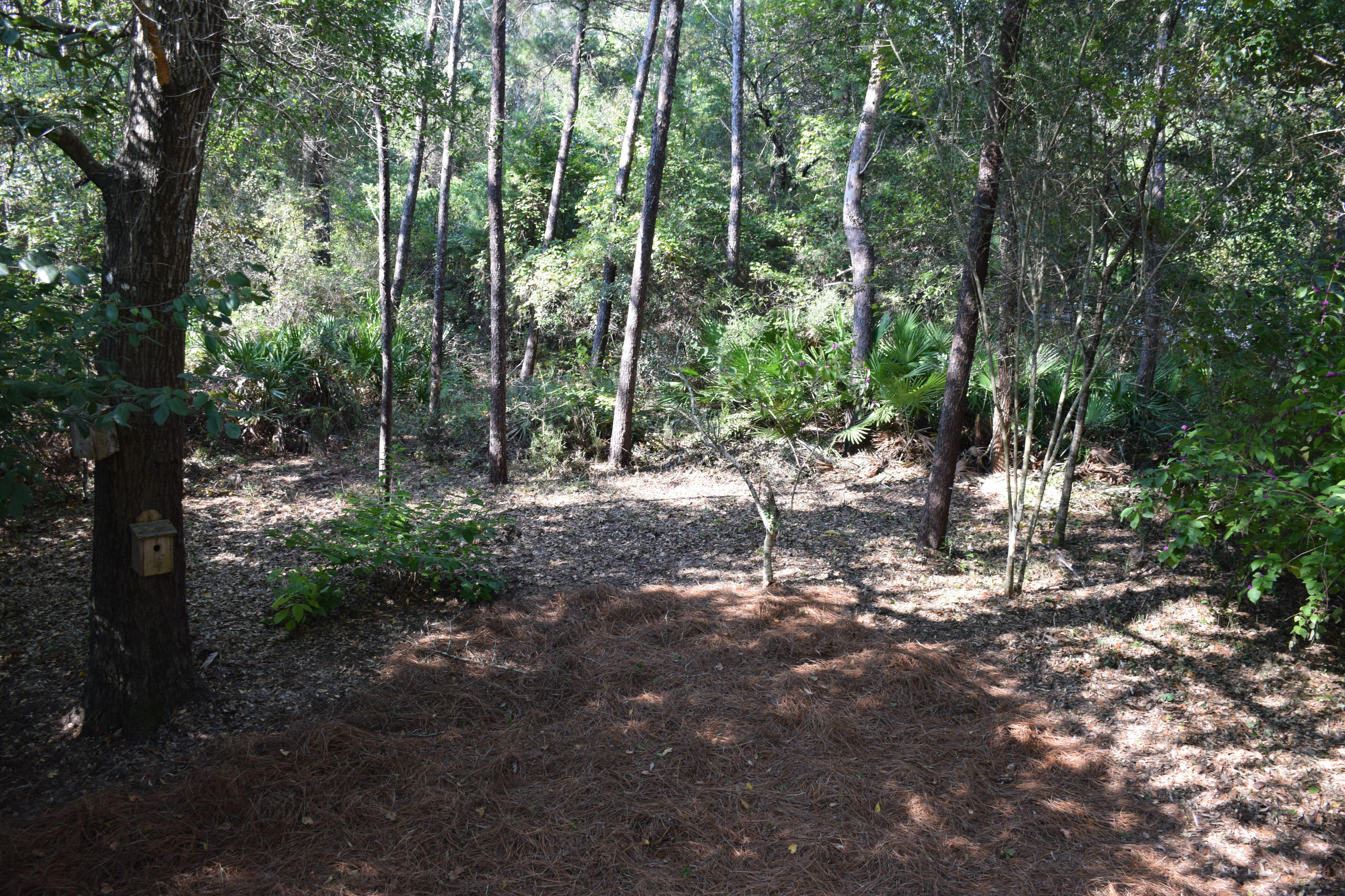 1828 Huntington Road Niceville, FL 32578 - Photo 26 of 27 a view of outdoor space and trees