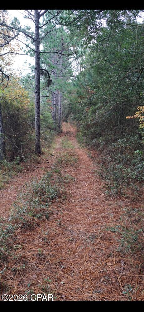 0 South River Road Satsuma, FL 32189 - Photo 3 of 6