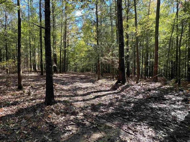a view of outdoor space with lots of trees