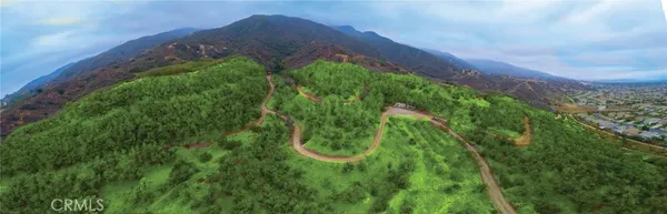 a view of a yard with plants and a large tree