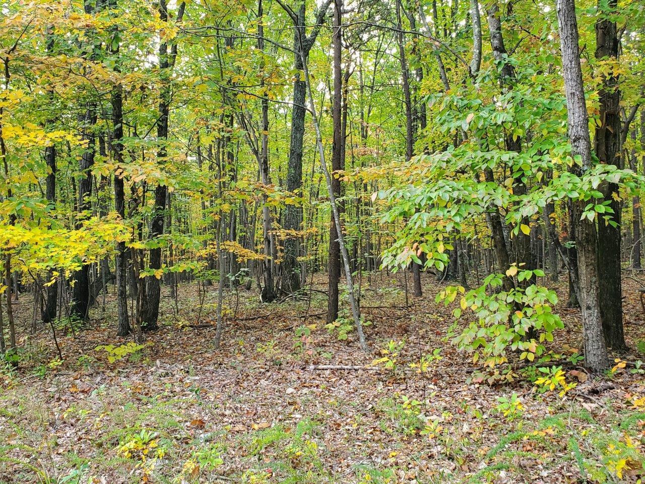 0 Midland Road Wingina, VA 24599 - Photo 3 of 3 20221016_105718