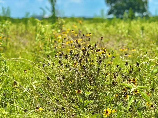 a view of a yard with a tree