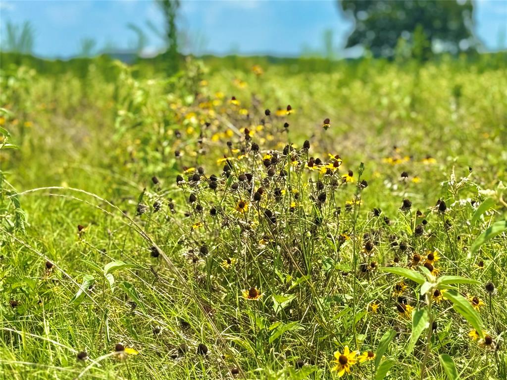 23-24 County Road Saltillo, TX 75478 - Photo 3 of 7 a view of a yard with a tree