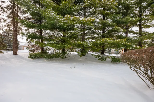 a view of a field with plants and trees