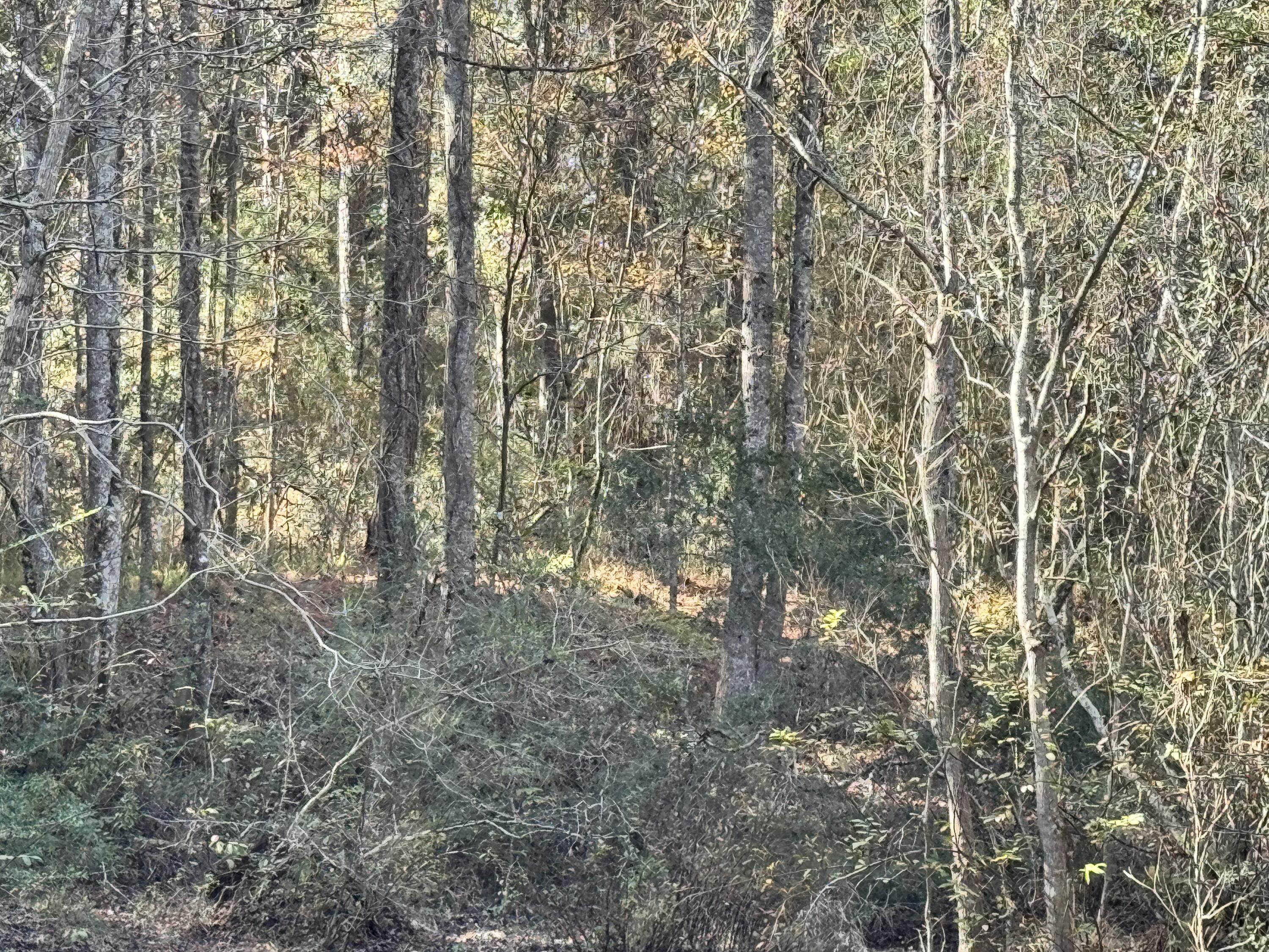 0 Gibson Street Elba, AL 36323 - Photo 6 of 7 IMG_0108