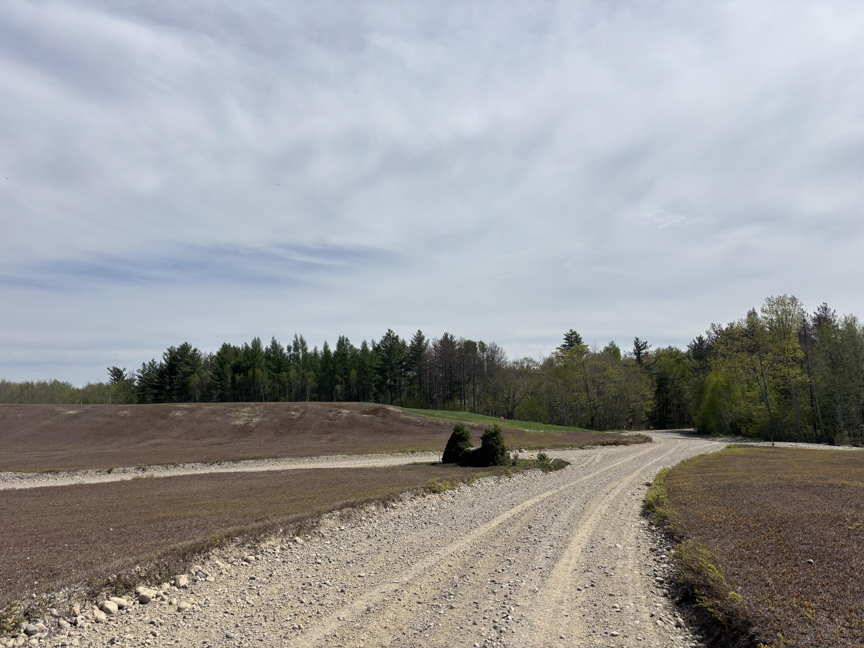 773 Hatchery Road Deblois, ME 04622 - Photo 24 of 24 Blueberry Fields