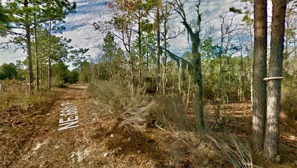 a view of a forest