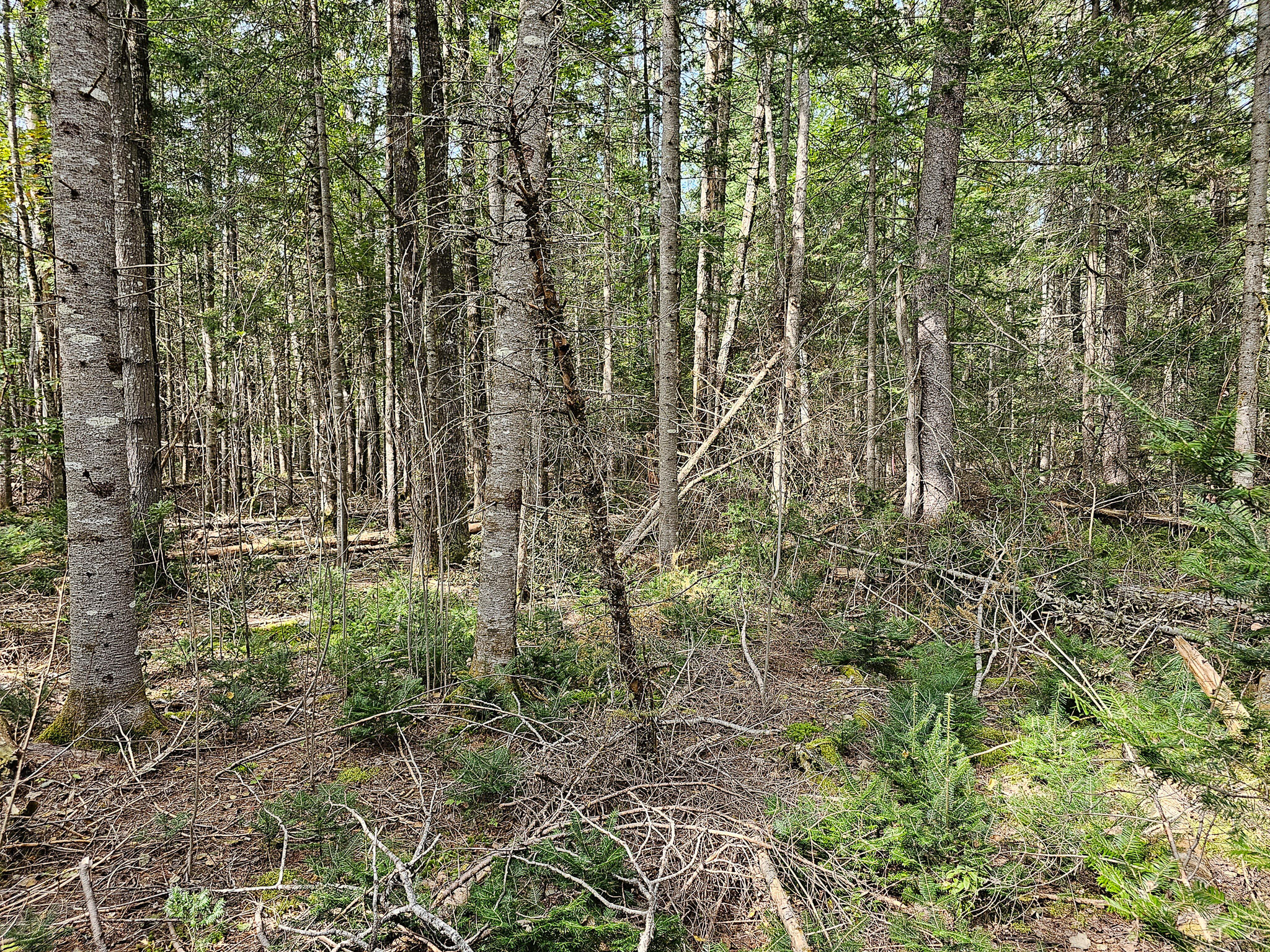 Lot 33 Off Dodlin Road Enfield, ME 04493 - Photo 20 of 27 20230926_121201