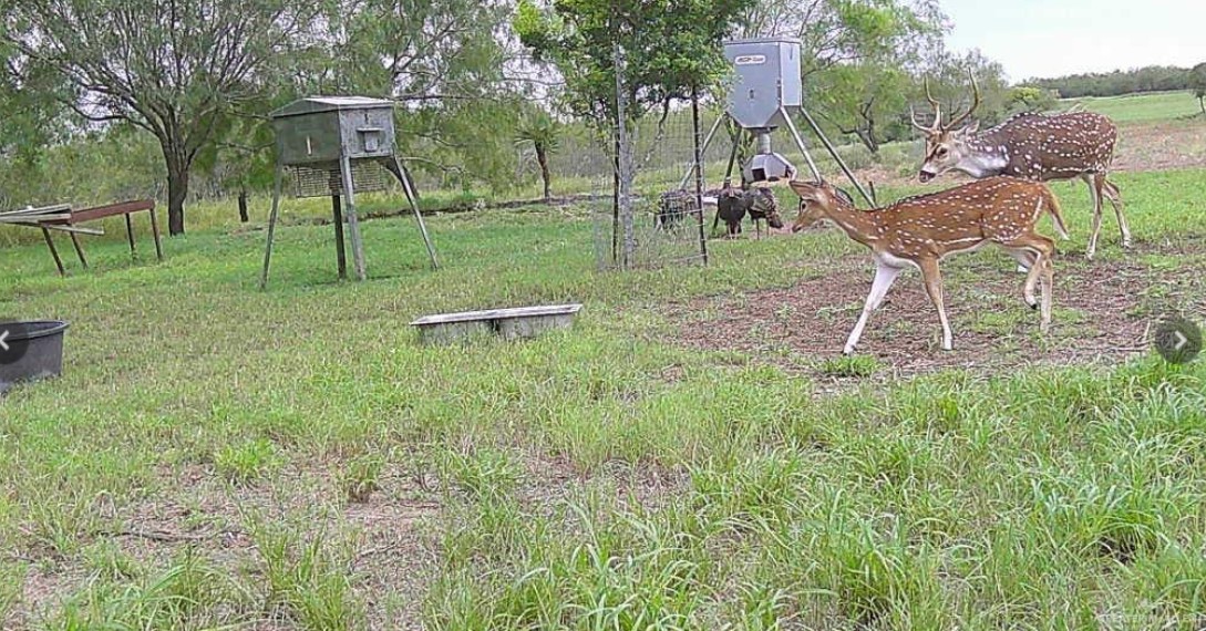 2294 Fm 2294 Santa Elena, TX 78591 - Photo 3 of 14 a view of a backyard with table and chairs