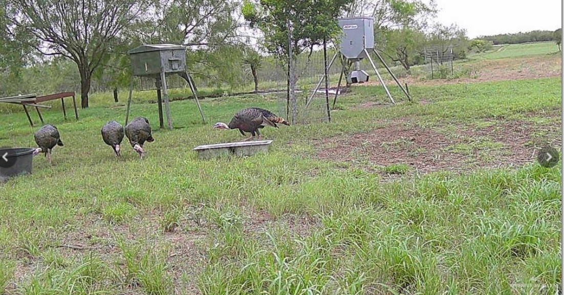 2294 Fm 2294 Santa Elena, TX 78591 - Photo 6 of 10 a view of a park with of houses