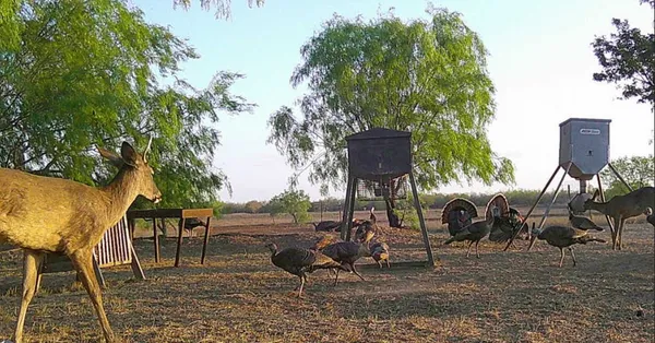 $1,402,000 | 2294 Fm 2294, Santa Elena, TX 78591