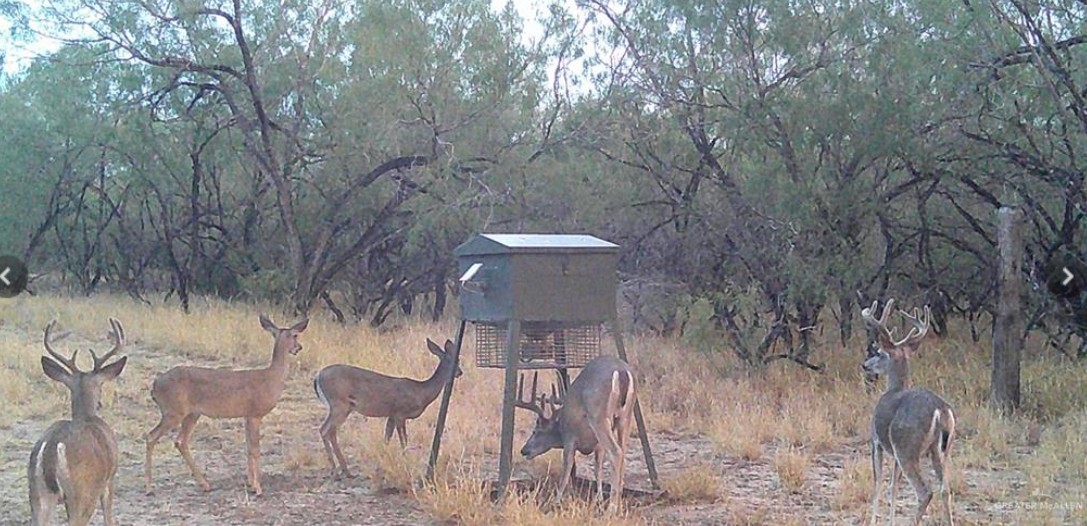 2294 Fm 2294 Santa Elena, TX 78591 - Photo 9 of 10 a view of a chairs and table in the backyard