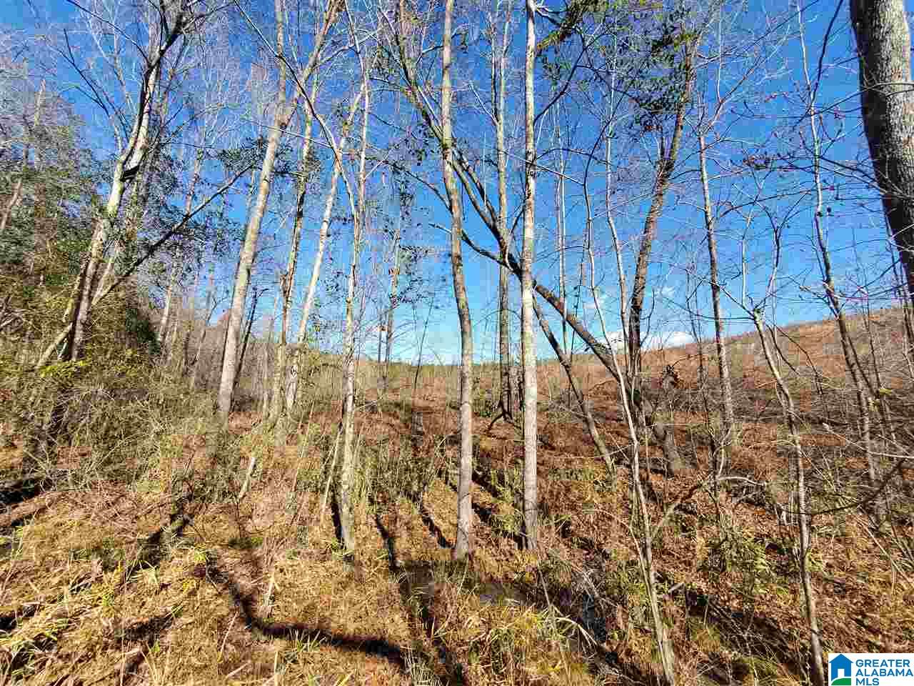 0 Berry Road, Unit 152 Goodwater, AL 35072 - Photo 23 of 30