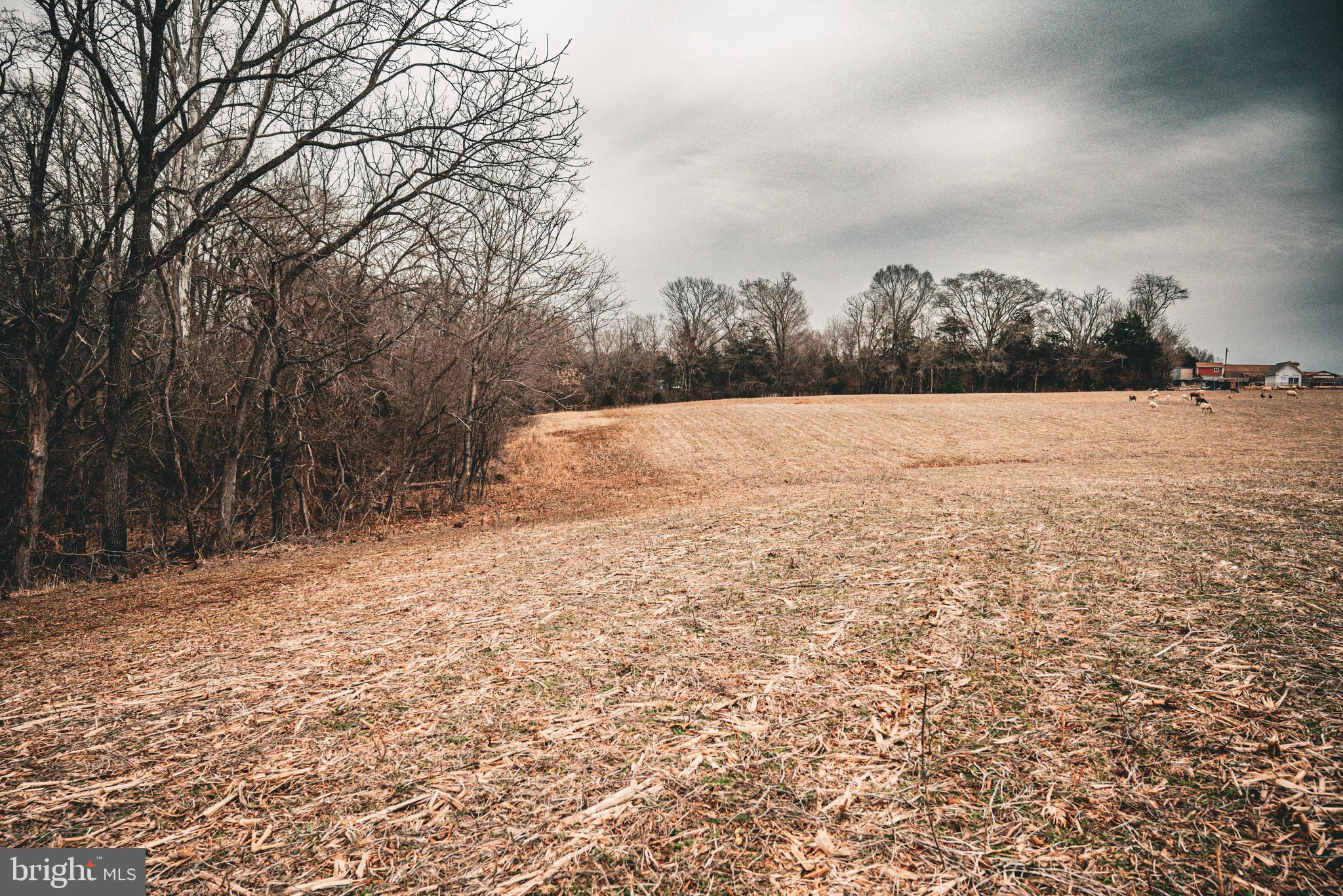Tbd Ellis Road Lignum, VA 22726 - Photo 49 of 62 a view of empty field with trees