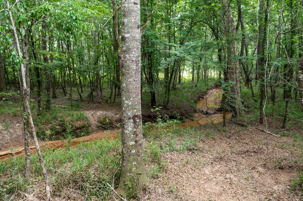 3 Comers Pond Road Pittsview, AL 36871 - Photo 7 of 51