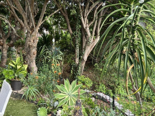 263 Upland Road Laguna Beach, CA 92651 - Photo 43 of 56 a plant that is in a garden