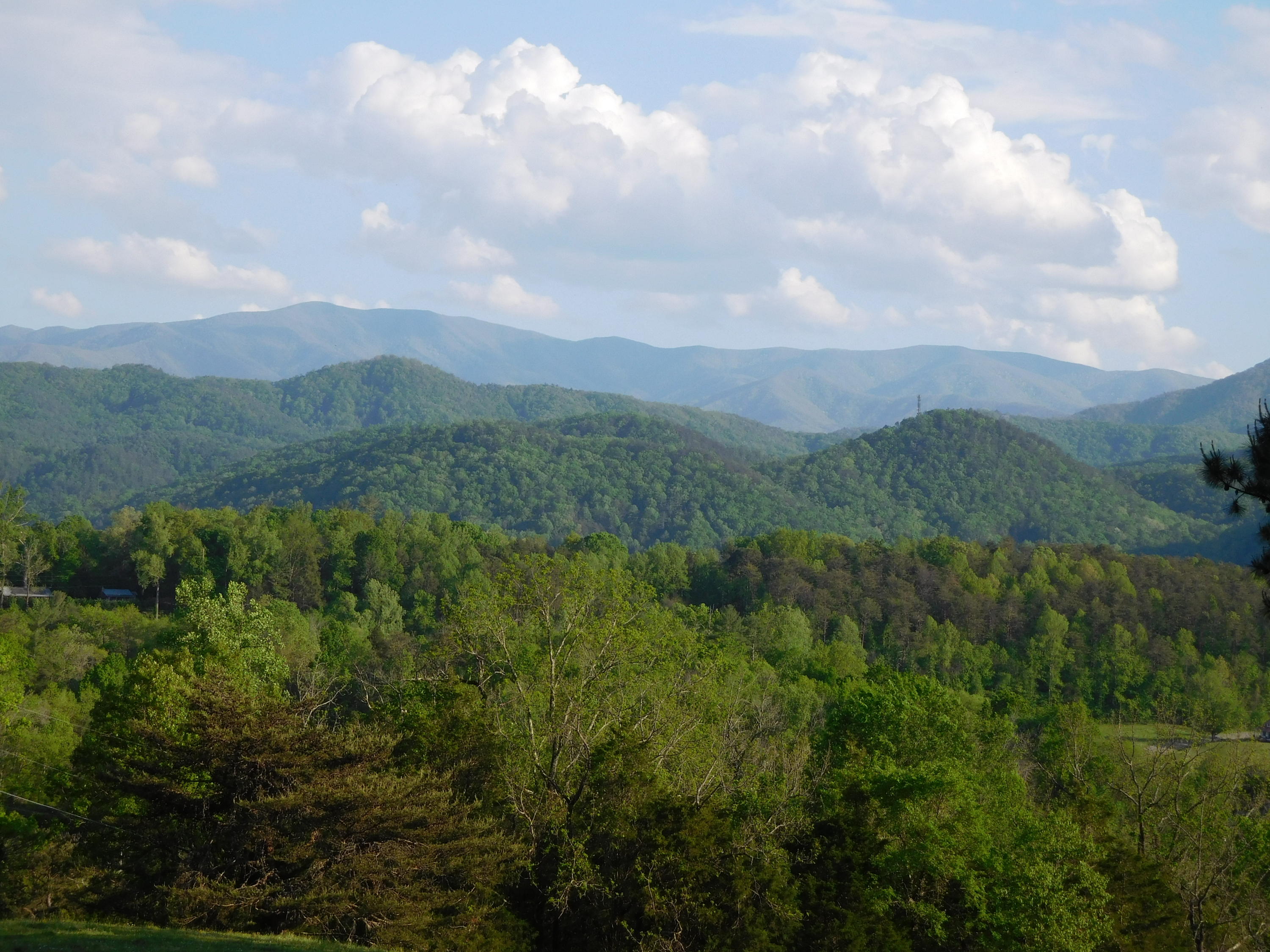 155 Tommy Pack Road Townsend, TN 37882 - Photo 3 of 36 View from front yard
