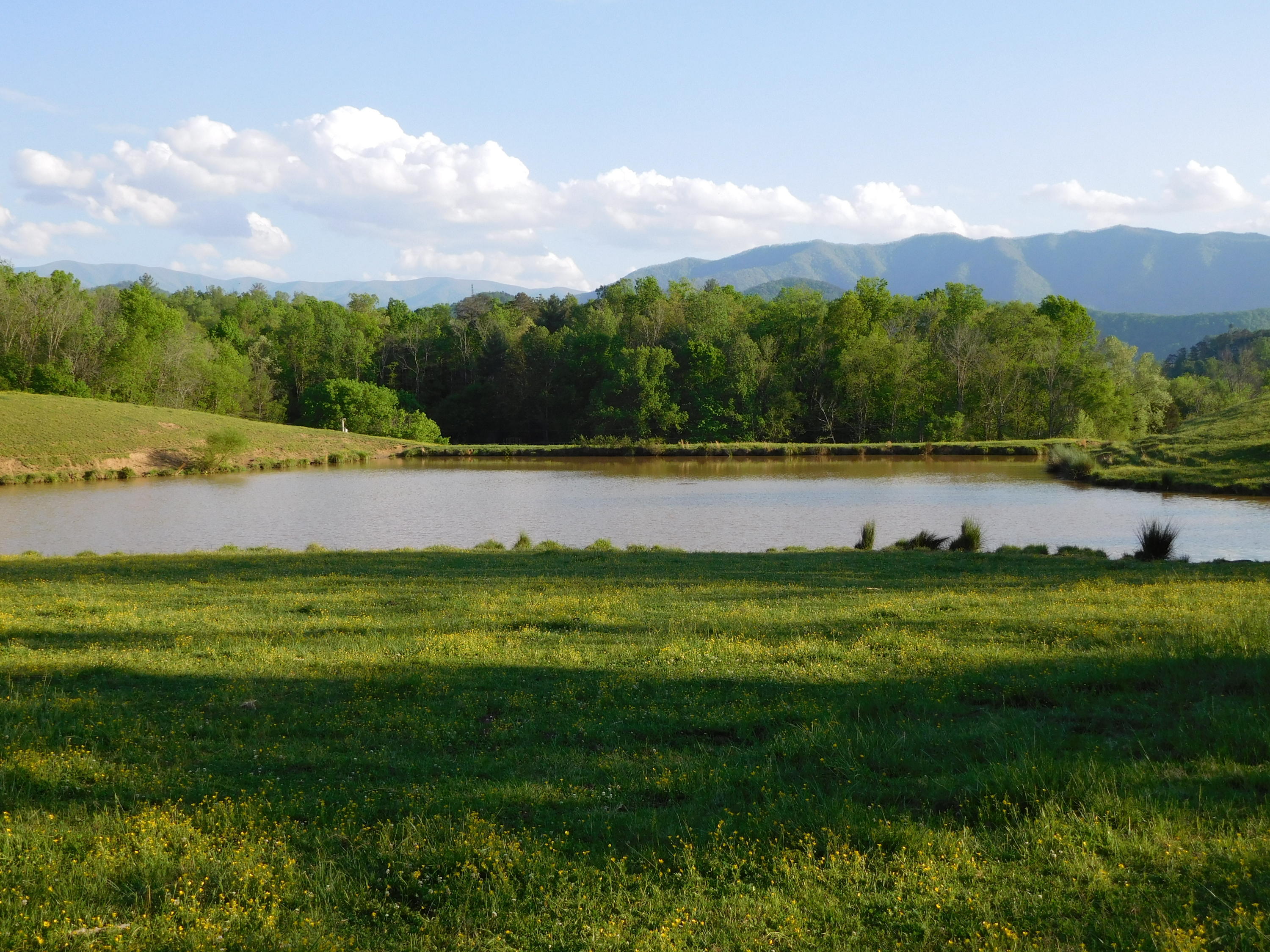 155 Tommy Pack Road Townsend, TN 37882 - Photo 29 of 36 One of several ponds