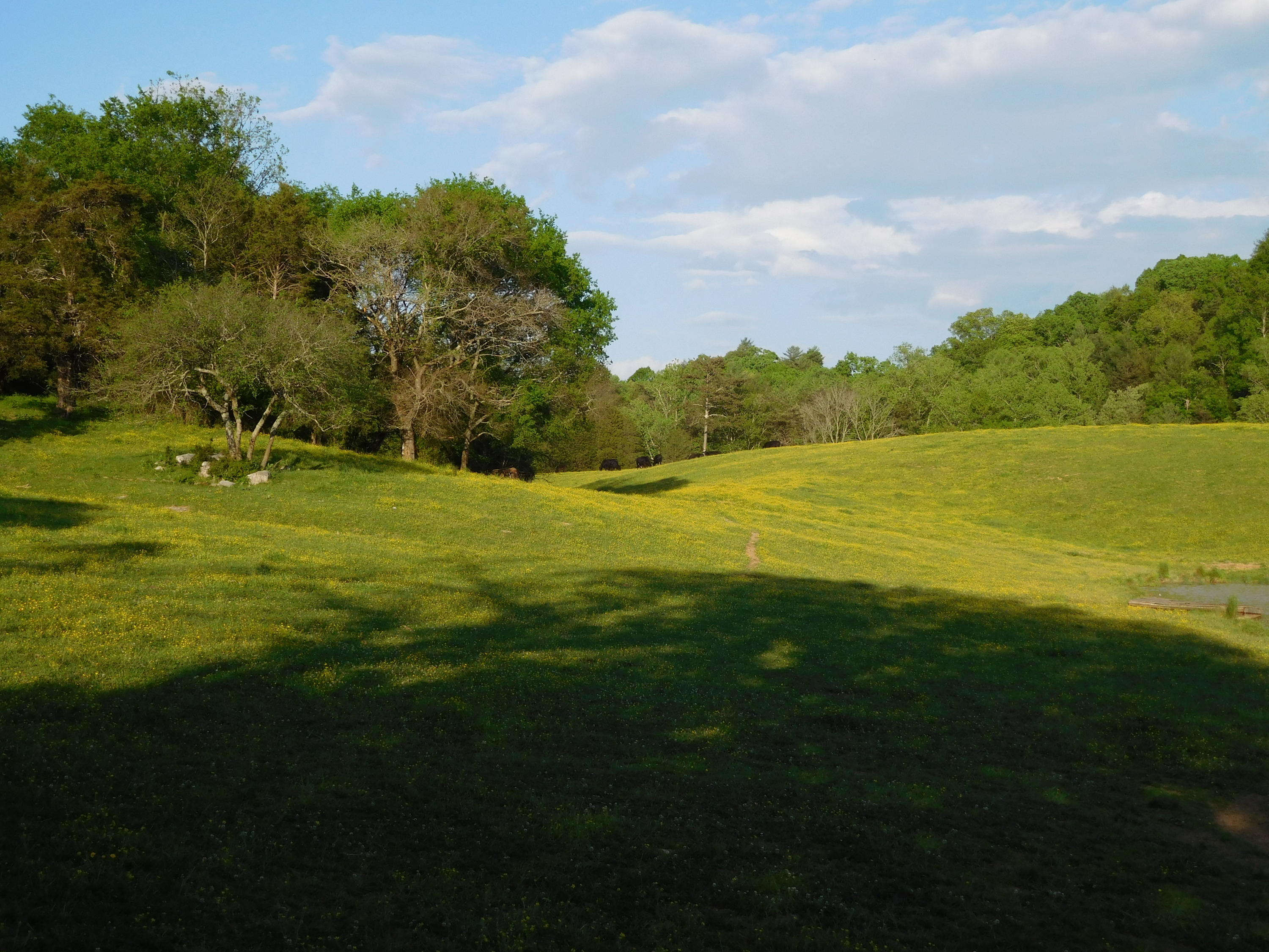 155 Tommy Pack Road Townsend, TN 37882 - Photo 31 of 36 More pasture!