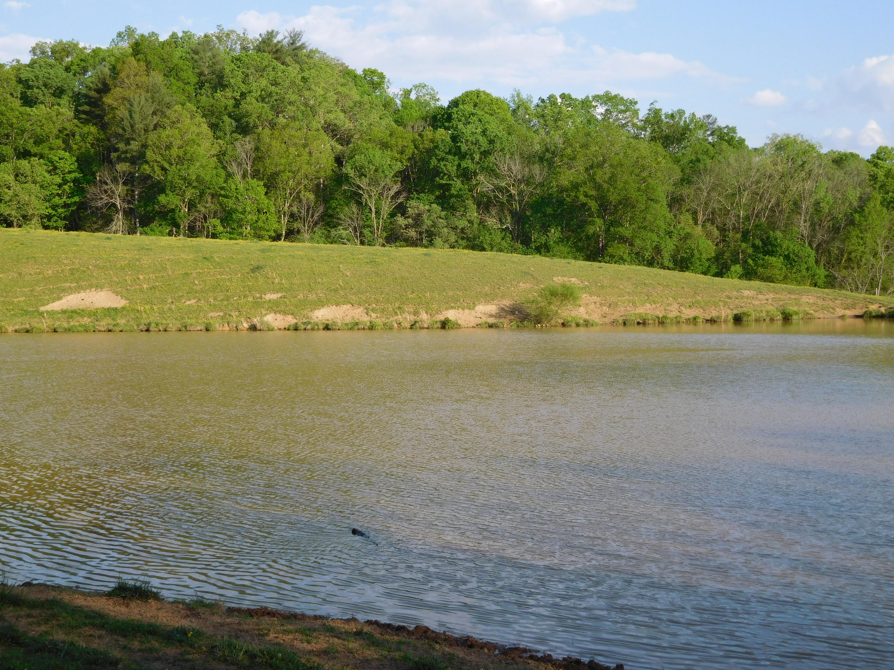 155 Tommy Pack Road Townsend, TN 37882 - Photo 32 of 36 Easy access for cattle!