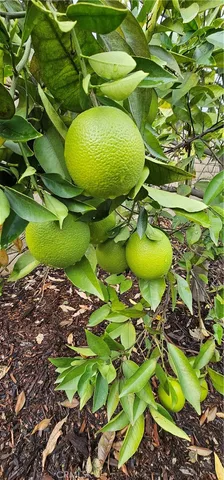 a view of a swimming pool with a table and chairs
