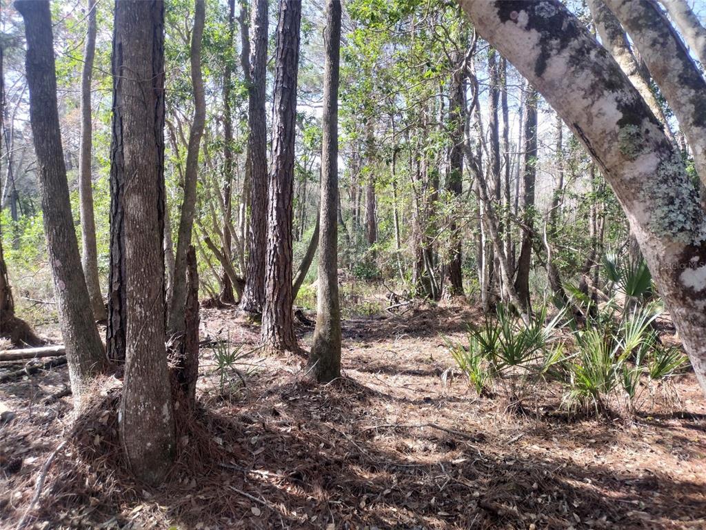 Undisclosed Address Georgetown, FL 32139 - Photo 27 of 30