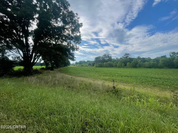 a view of a field with large trees