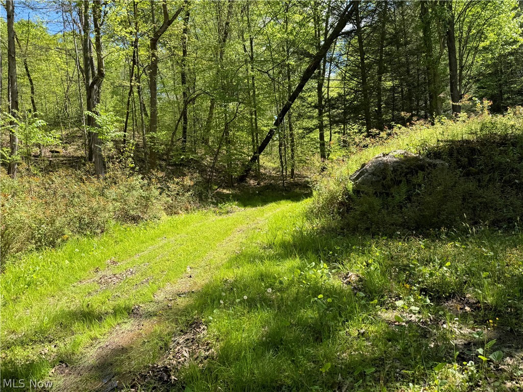 1185 Bens Run Road Sutton, WV 26601 - Photo 24 of 48 View of local wilderness
