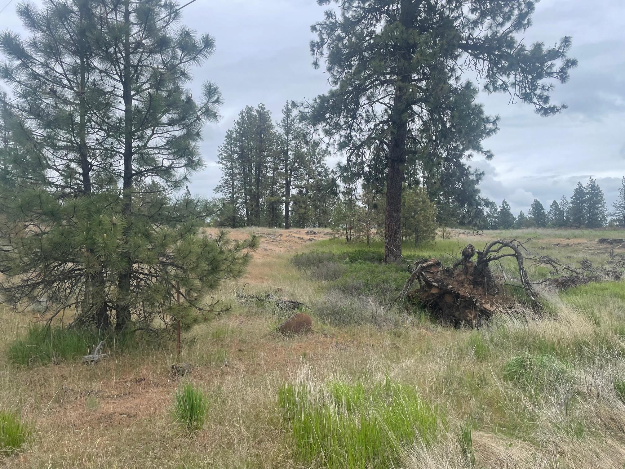 Xxx South Cheney Plaza Road Cheney, WA 99004 - Photo 6 of 9