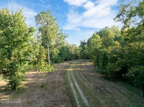 a view of a yard with plants and large trees