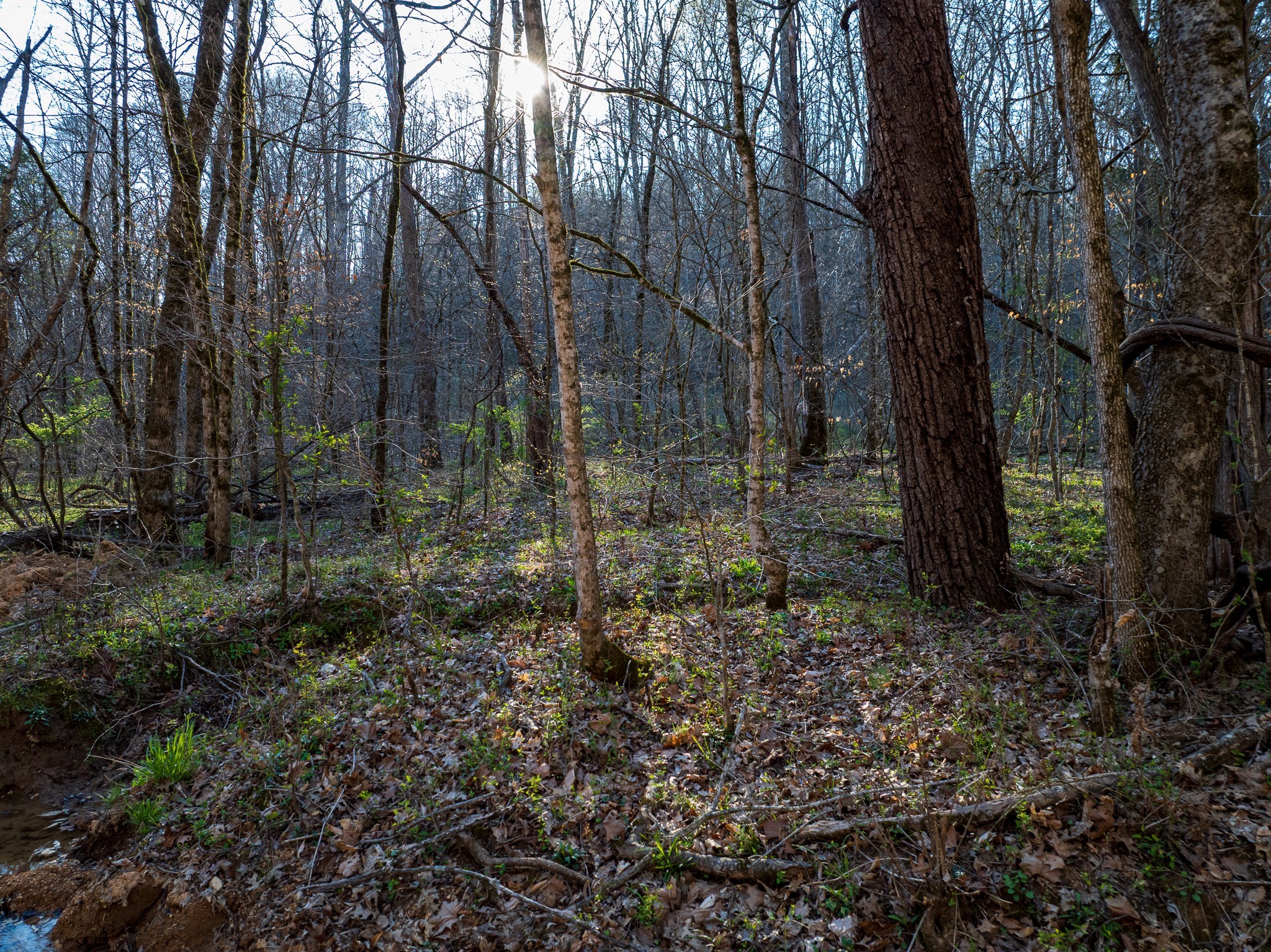 0 Dog Creek Road Primm Springs, TN 38476 - Photo 11 of 20 a view of a forest filled with trees
