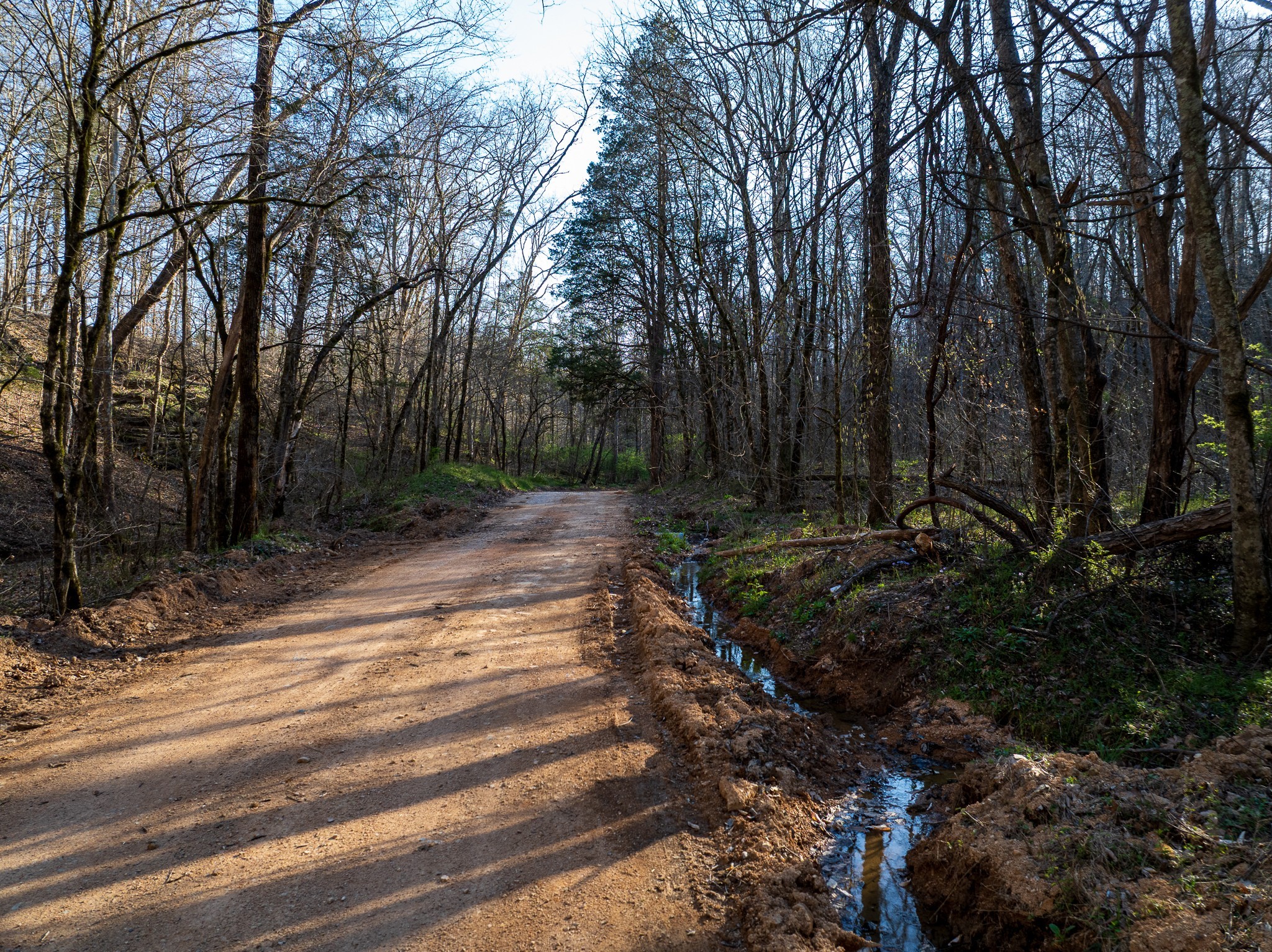 0 Dog Creek Road Primm Springs, TN 38476 - Photo 12 of 20 a view of a yard with plants and trees
