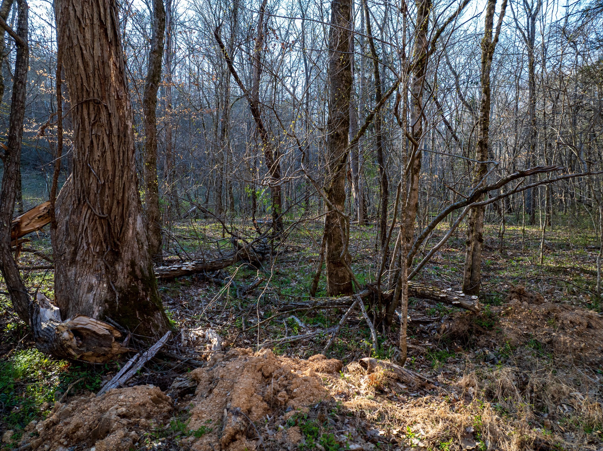 0 Dog Creek Road Primm Springs, TN 38476 - Photo 13 of 20 a backyard of a house with lots of green space