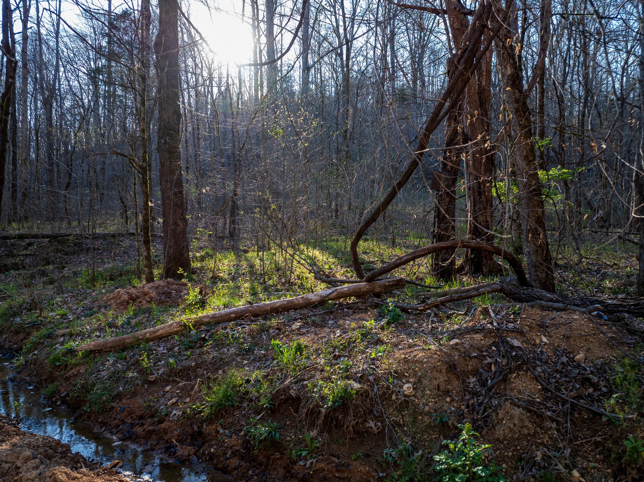 0 Dog Creek Road Primm Springs, TN 38476 - Photo 14 of 20 a view of a backyard